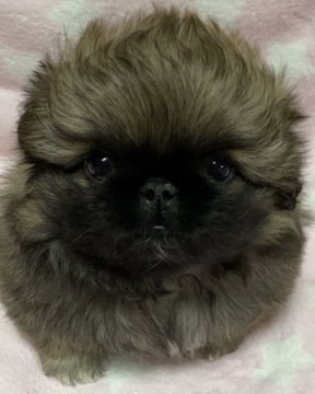 ペキニーズ【岐阜県・男の子・2020年11月3日・レッド】の写真「可愛いほっぺ」