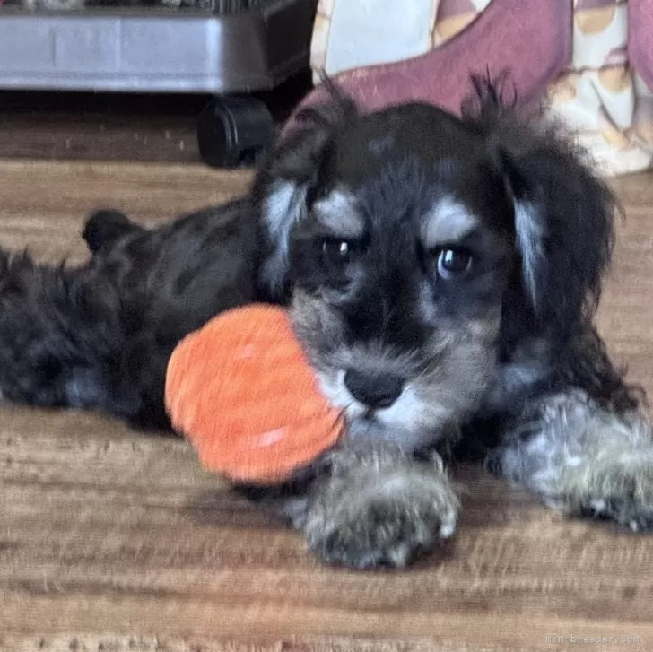 ミニチュアシュナウザー【愛知県・男の子・2025年8月16日・ブラック&amp;シルバー】の写真1