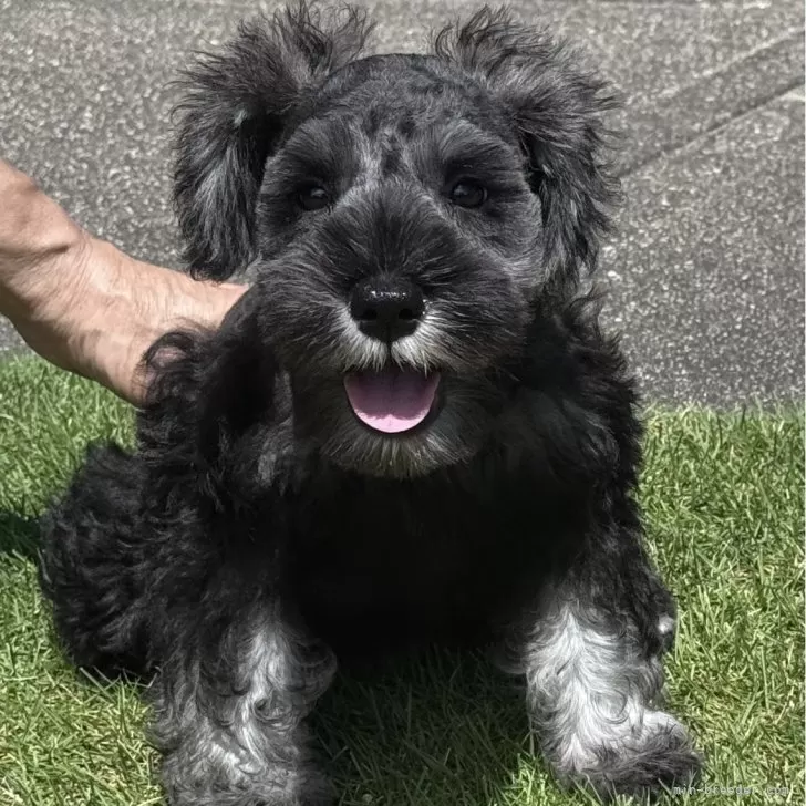 ID:2506-05894の子犬