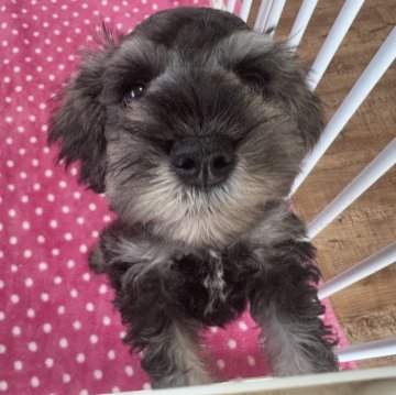 ミニチュアシュナウザー【愛知県・男の子・2025年8月9日・ソルト&ペッパー】の写真「元気いっぱいでヤンチャな男の子🤍」