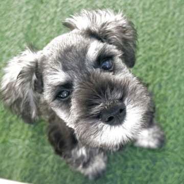 ミニチュアシュナウザー【愛知県・男の子・2025年8月7日・ソルト&ペッパー】の写真「元気いっぱいな男の子🤍」