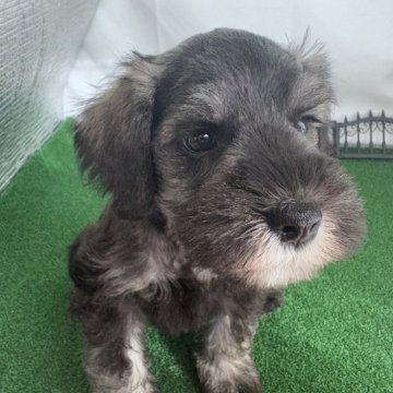 ミニチュアシュナウザー【愛知県・男の子・2025年8月9日・ソルト&ペッパー】の写真「元気いっぱいで兄妹の中で1番小柄な男の子🤍」