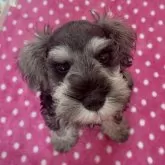 ミニチュアシュナウザー【愛知県・男の子・2025年8月9日・ソルト&ペッパー】の写真1