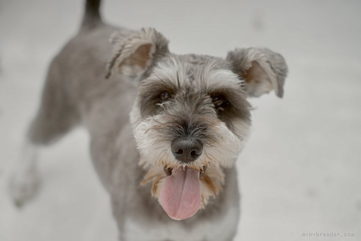 ミニチュアシュナウザー【・女の子・2021年6月6日・ソルト&amp;ペッパー】