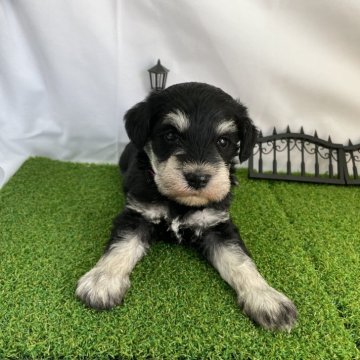 ミニチュアシュナウザー【愛知県・男の子・2024年1月25日・ブラック&シルバー】の写真「少しずつ外の世界に興味が出てきました♪」