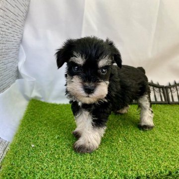 ミニチュアシュナウザー【愛知県・女の子・2024年4月3日・ブラック&シルバー】の写真「大人しいお母さんがしっかり子育てしてくれてます🍀」