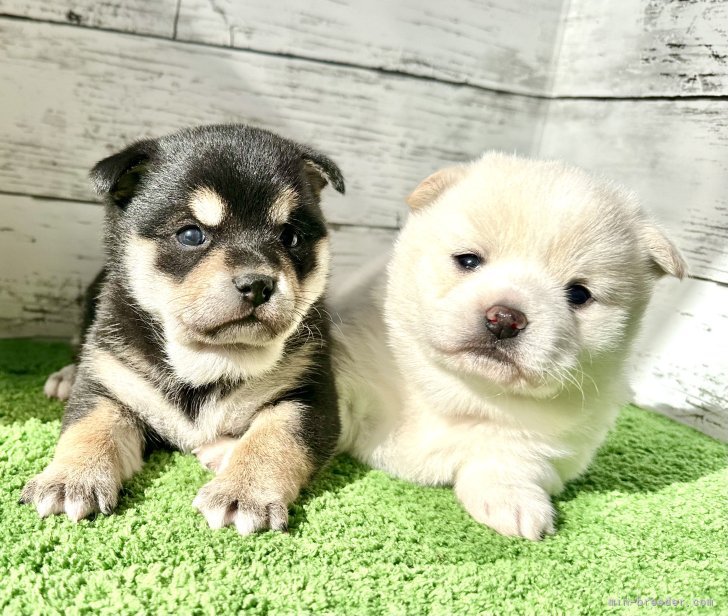 チワワと豆柴のミックスちゃん！｜深田　晶子(ふかた　あきこ)ブリーダー(埼玉県・柴犬など・JKC登録)の紹介写真7
