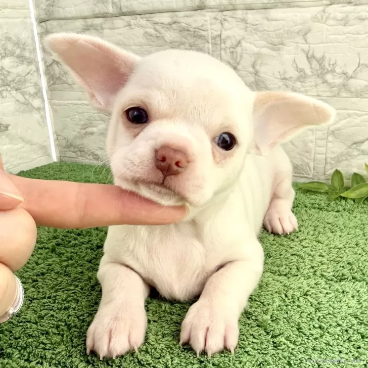 チワワ(スムース)【埼玉県・男の子・2025年10月10日・ホワイト】の写真1