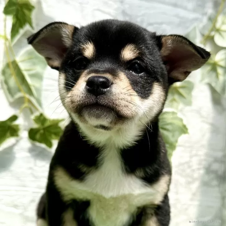 ID:2502-05695の子犬