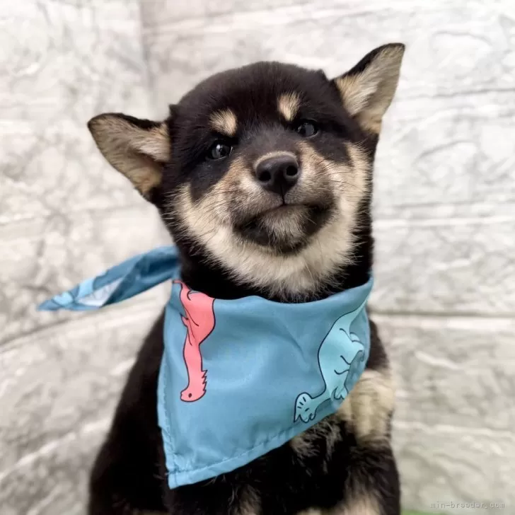 柴犬(標準サイズ)【埼玉県・男の子・2025年9月5日・黒】の写真1