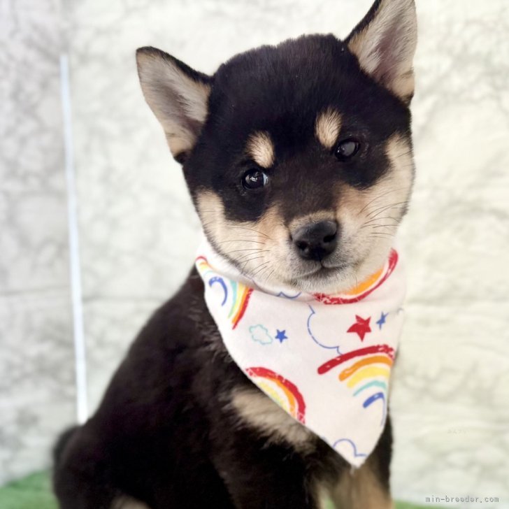 ブリーダー画像