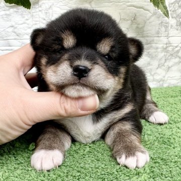 ミックス(チワワ×柴犬)【埼玉県・男の子・2025年1月10日・ブラックタン】の写真「チワ柴のモフモフの可愛い男の子！」
