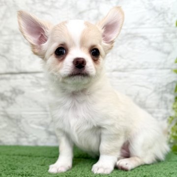 チワワ(ロング)【埼玉県・男の子・2025年9月20日・クリームホワイト】の写真「ドワーフでタレ目な優しいお顔した男の子！」