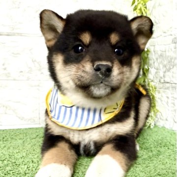 柴犬(標準サイズ)【埼玉県・女の子・2025年9月5日・黒】の写真「柄がキレイな美人さん❤️」