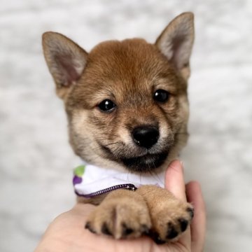 柴犬(豆柴)【埼玉県・女の子・2025年6月30日・赤】の写真「豆柴より小さい小豆柴の女の子❤️」