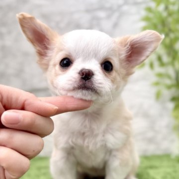 チワワ(ロング)【埼玉県・女の子・2025年10月10日・クリームホワイト】の写真「鼻ぺちゃでまん丸な特選美人❤️」
