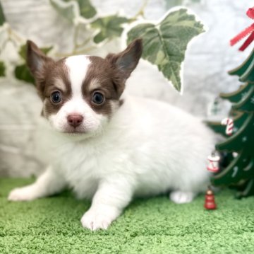 チワワ(ロング)【埼玉県・男の子・2024年10月5日・ホワイトチョコタン】の写真「タンのしっかりしたお顔のモフモフな男の子❣️」