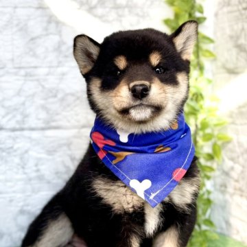 柴犬(標準サイズ)【埼玉県・男の子・2025年9月5日・黒】の写真「コロコロでモフモフのおっとりしたまん丸な男の子♪」