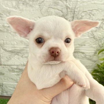 チワワ(スムース)【埼玉県・男の子・2025年10月10日・ホワイト】の写真「フレブルみたいなムチムチした男の子❤️」