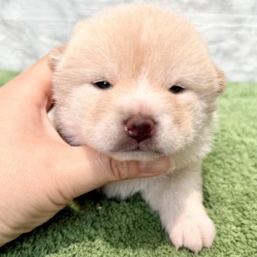 豆柴【埼玉県・女の子・2025年5月21日・白】の写真「モフモフのシロクマみたいな女の子❤️」