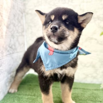 柴犬(標準サイズ)【埼玉県・男の子・2025年9月5日・黒】の写真「モフモフでまん丸なおとなしい性格の可愛い男の子❤️」