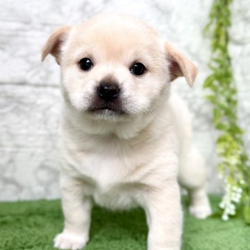 ミックス(チワワ×柴犬)【埼玉県・女の子・2025年9月20日・ホワイトクリーム】の写真「コロコロまん丸なチワ柴の女の子❤️」