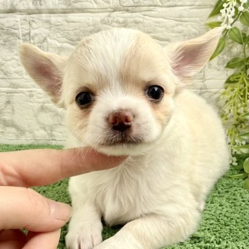 チワワ(ロング)【埼玉県・男の子・2025年9月20日・クリームホワイト】の写真「モフモフでタレ目な優しいお顔の男の子！」