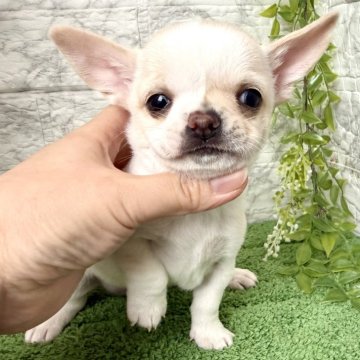 チワワ(スムース)【埼玉県・女の子・2025年9月20日・クリームホワイト】の写真「タレ目のツルツルな可愛い女の子❤️」