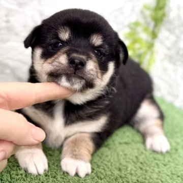 ミックス(チワワ×柴犬)【埼玉県・女の子・2025年9月20日・ブラックタン】の写真「コロコロまん丸なチワ柴の女の子❤️」