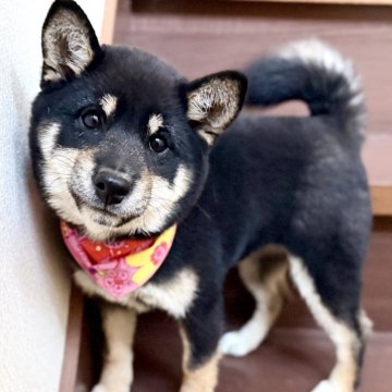 豆柴【埼玉県・女の子・2025年6月30日・黒】の写真「健康優良児なたぬき顔の美人さん❤️」