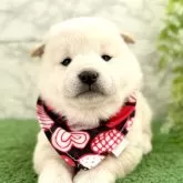 柴犬(標準サイズ)