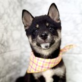 柴犬
