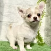 チワワ(ロング)