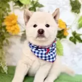 柴犬(標準サイズ)【埼玉県・男の子・2025年6月15日・白】の写真1