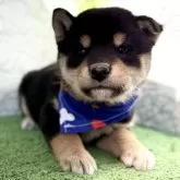 柴犬(標準サイズ)