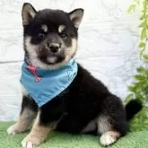 柴犬(標準サイズ)