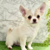 チワワ(ロング)