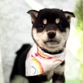 柴犬(標準サイズ)