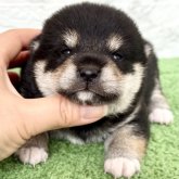 柴犬(豆柴)