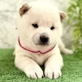 柴犬(標準サイズ)