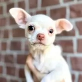 チワワ(スムース)