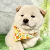 柴犬(標準サイズ)