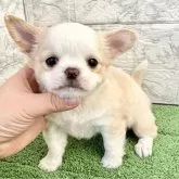 チワワ(ロング)