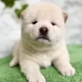 柴犬(標準サイズ)
