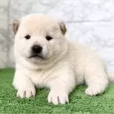 柴犬(標準サイズ)