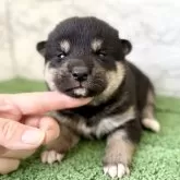柴犬(標準サイズ)