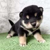 柴犬(標準サイズ)