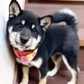 豆柴【埼玉県・女の子・2025年6月30日・黒】の写真1