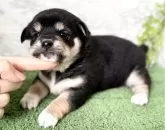 ミックス(チワワ×柴犬)【埼玉県・女の子・2025年9月20日・ブラックタン】の写真2