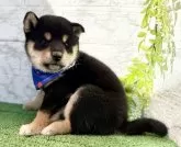 柴犬(標準サイズ)【埼玉県・男の子・2025年9月5日・黒】の写真2
